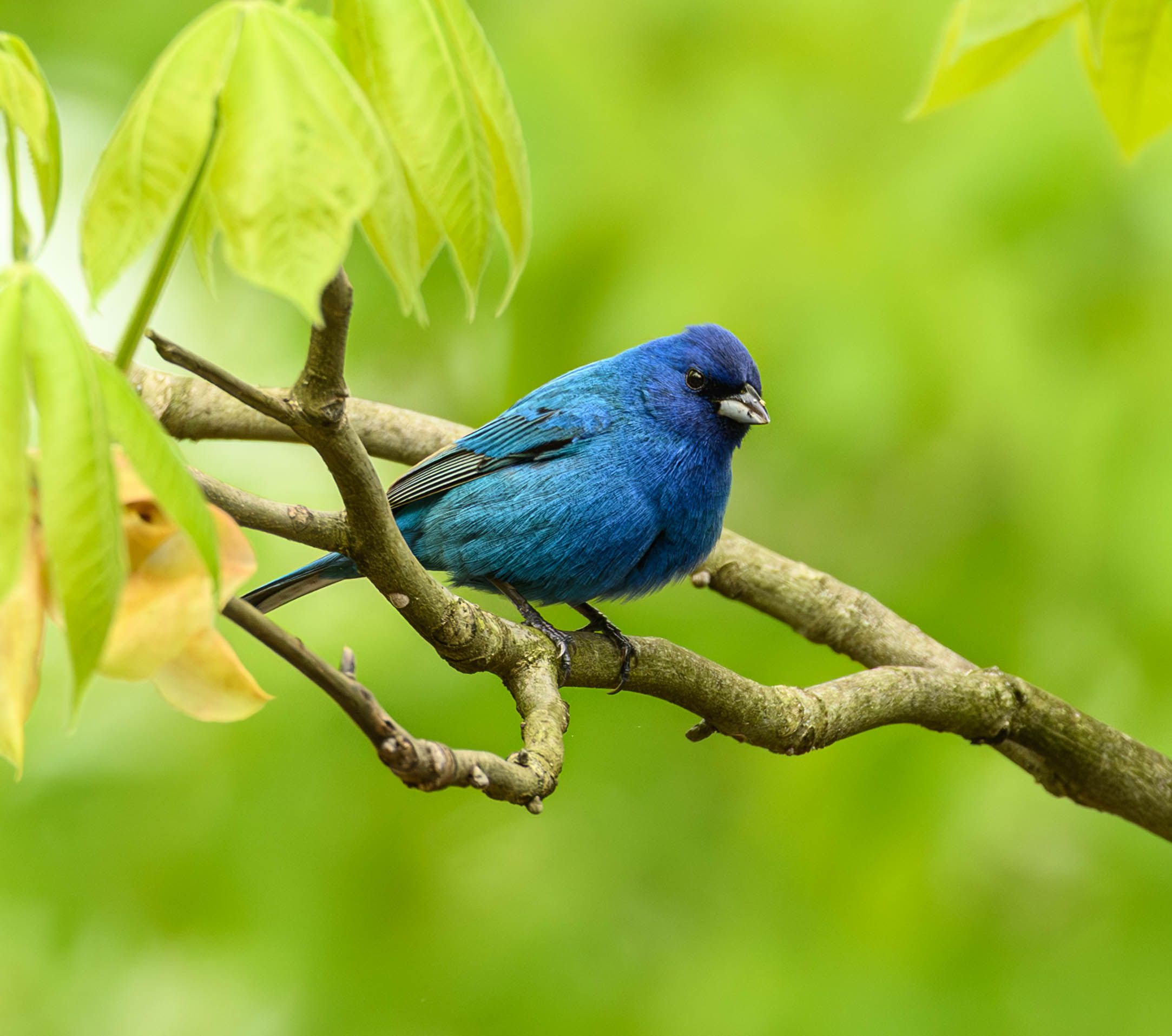 Indigo Bunting